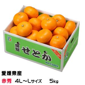 くり 栗 生栗 愛媛中山産 送料無料 約1．5kg 大粒 2Lサイズ以上