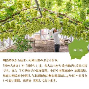 ぶどう シャインマスカット 晴王 赤秀 600...の詳細画像3