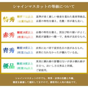ぶどう シャインマスカット 晴王 赤秀 600...の詳細画像4