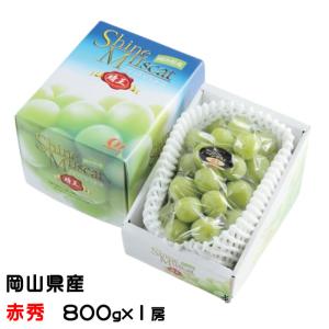 産地厳選　シャインマスカット　3房　1房約450ｇ　クール便発送 産地厳選 シャインマスカット 3房 1房約450g クール便発送 : ふる