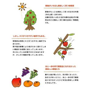 ぶどう シャインマスカット 晴王 風のいたずら...の詳細画像2