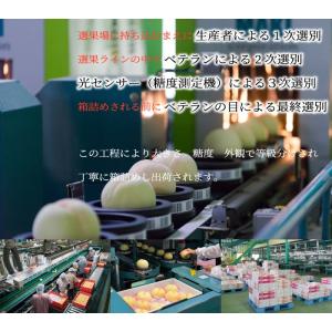 お中元 桃 清水白桃 ロイヤル 5〜10玉 1...の詳細画像5