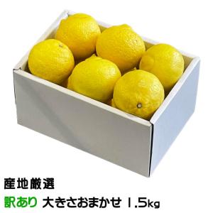 送料無料 長崎県 はるか 日向夏 サイズバラバラ サイズ混合 約 2kg