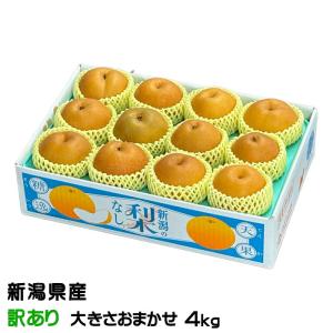 栃木県より産地直送 JAうつのみや 栃木県オリジナル品種 にっこり梨 5