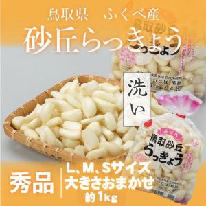 洗い 砂丘らっきょう 秀品 L.M.Sサイズ 大きさおまかせ 1kg  鳥取県産 ＪＡ鳥取いなば 福部産 らっきょ 作り方 レシピ付き｜hachiya-fruits