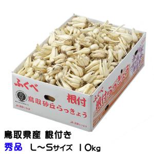 根付き 砂丘らっきょう 秀品 L〜Sサイズ 大きさおまかせ 10kg 鳥取県産 ＪＡ鳥取いなば 福部産 らっきょ  作り方 レシピ付き