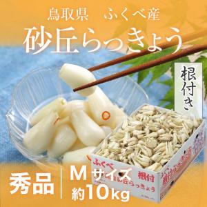 根付き 砂丘らっきょう 秀品 Mサイズ 10kg  鳥取県産 ＪＡ鳥取いなば 福部産 らっきょ  作り方 レシピ付き
