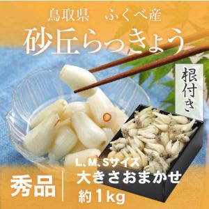 根付き 砂丘らっきょう 秀品 L〜Sサイズ 1kg  鳥取県産 ＪＡ鳥取いなば 福部産 らっきょ  作り方 レシピ付き｜hachiya-fruits