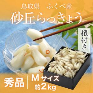 根付き 砂丘らっきょう 秀品 Mサイズ 2kg 鳥取県産 ＪＡ鳥取いなば 福部産 らっきょ  作り方 レシピ付き｜hachiya-fruits