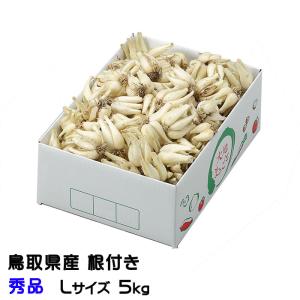 根付き 砂丘らっきょう 秀品 Lサイズ 5kg  鳥取県産 ＪＡ鳥取いなば 福部産 らっきょ  作り方 レシピ付き