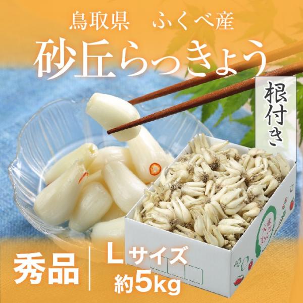 根付き 砂丘らっきょう 秀品 Lサイズ 5kg  鳥取県産 ＪＡ鳥取いなば 福部産 らっきょ  作り...