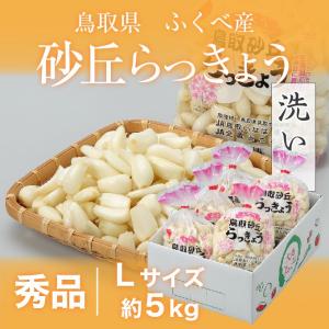 洗い 砂丘らっきょう 秀品 Lサイズ 5kg  鳥取県産 ＪＡ鳥取いなば 福部産 らっきょ  作り方 レシピ付き｜はちやフルーツ