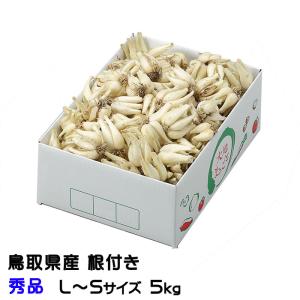 根付き 砂丘らっきょう 秀品 L〜Sサイズ 5kg 鳥取県産 ＪＡ鳥取いなば 福部産 らっきょ  作り方 レシピ付き