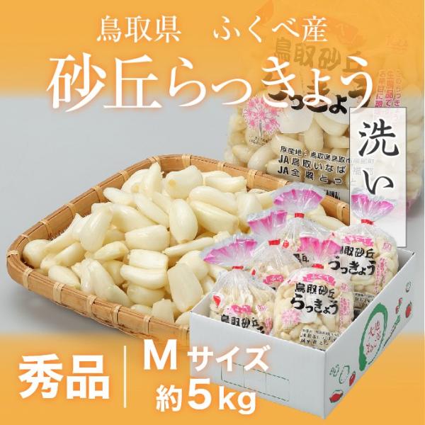 洗い 砂丘らっきょう 秀品 Mサイズ 5kg  鳥取県産 ＪＡ鳥取いなば 福部産 らっきょ  作り方...