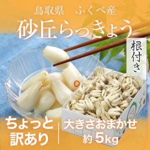 根付き 砂丘らっきょう ちょっと訳あり 大きさおまかせ 5kg  鳥取県産 ＪＡ鳥取いなば 福部産 らっきょ  作り方 レシピ付き