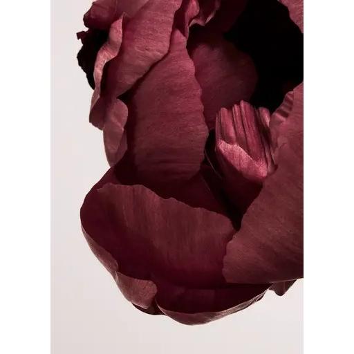 PAPER COLLECTIVE | PEONIA 02 | アートプリント/アートポスター (30...