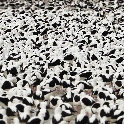 【SALE セール】STELLA DONNELLY / FLOOD (初回限定日本語帯付き仕様/RE...