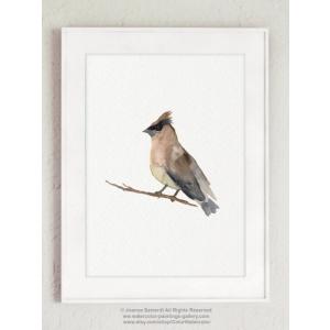 【ネコポス送料無料】COLOR WATERCOLOR | Cedar Waxwing Mixed Colors Bird | A4 アートプリント/ポスター｜hafen