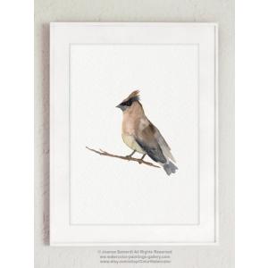 COLOR WATERCOLOR | Cedar Waxwing Mixed Colors Bird...