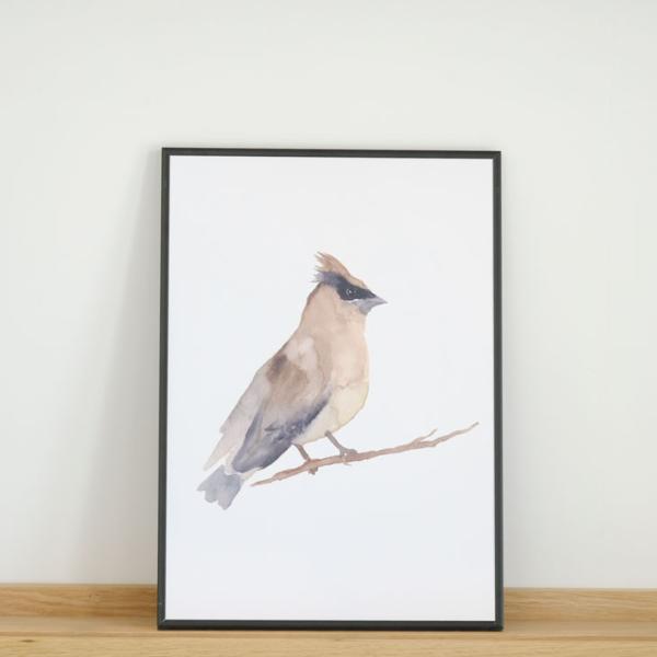 COLOR WATERCOLOR | Cedar Waxwing | A3 アートプリント/ポスター...