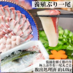 送料無料 ブリ 刺身用 1尾 約4.0kg 腹出し処理済み セミドレス ぶり 鰤 寒ぶり 目利き食道 嫁ぶり｜hakata-ryoushinosato