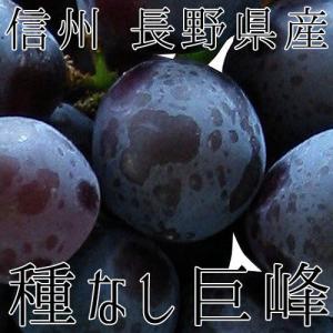 信州 長野県産【種なし 巨峰】約1.3kg　樹上完熟 種なしぶどう【送料無料】