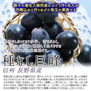 信州 長野県産【種なし 巨峰】約1.3kg 樹...の詳細画像1