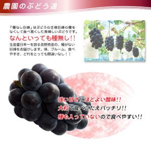 信州 長野県産【種なし 巨峰】約1.3kg 樹...の詳細画像2