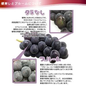 信州 長野県産【種なし 巨峰】約1.3kg 樹...の詳細画像3