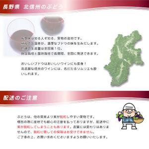 信州 長野県産【種なし 巨峰】約1.3kg 樹...の詳細画像4