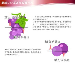 信州 長野県産【種なし 巨峰】約1.3kg 樹...の詳細画像5