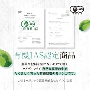 有機JAS認定 モリンガパウダー 110g モ...の詳細画像5