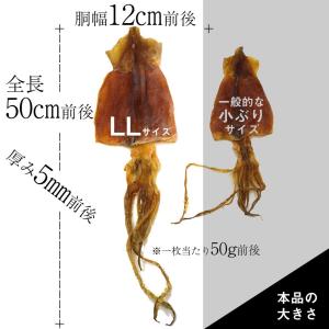 するめ 送料無料 特大10枚 スルメ) 函館の...の詳細画像1