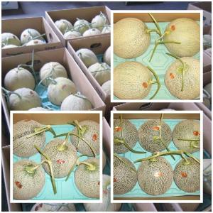 北海道夕張産 個選夕張メロン8k箱(4玉〜7玉入り)の商品画像