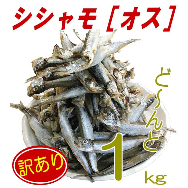 【シシャモ1kg（オス）】メスより美味しいという声も！ メガ盛りカラフトししゃも1kg！！　訳あり ...