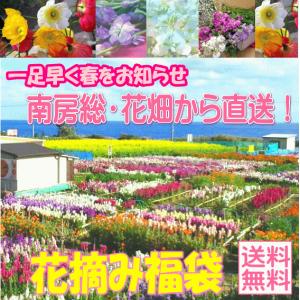 【南房総：花畑から直送！花摘み福袋4320】【常温便】花束　送料無料(送付先により別途200〜500円の追加送料がかかります)(p)