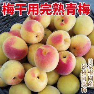 予約販売 紀州南高梅 梅干用 完熟青梅 3ｋｇ 紀州みなべ 自家梅園産 生梅 和歌山 ６月中旬より順次発送予定 送料無料