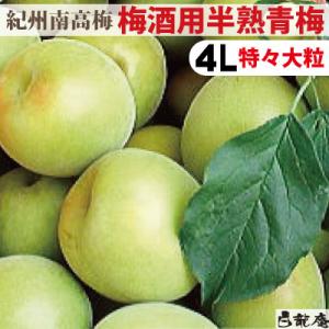 予約販売 紀州南高梅 梅酒用 4Lサイズ 半熟青梅　3ｋｇ 紀州みなべ 自家梅園産 生梅 和歌山 ６月上旬より順次発送予定 送料無料　