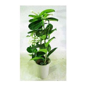 マダガスカルジャスミン 花 ガーデニング の商品一覧 通販 Yahoo ショッピング