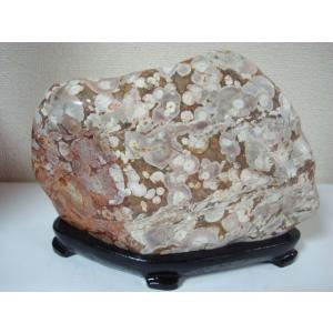 越前紋石28 : 白山紋石庵 - 通販 - Yahoo!ショッピング