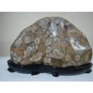 越前紋石28 : 白山紋石庵 - 通販 - Yahoo!ショッピング