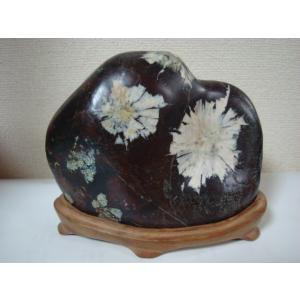 根尾谷産菊花石99 : 白山紋石庵 - 通販 - Yahoo!ショッピング