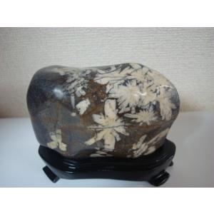 越前紋石14 : 白山紋石庵 - 通販 - Yahoo!ショッピング