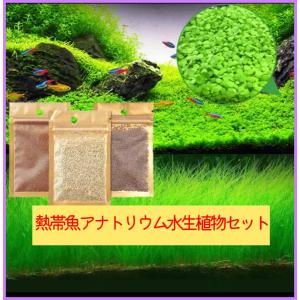 熱帯魚鑑賞用　アクアリュム用品 水草シード 植物の種子