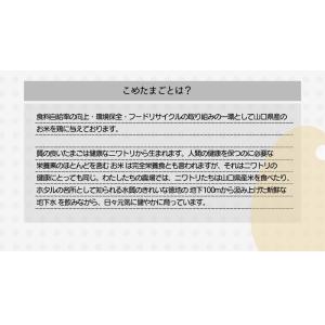 【送料無料】山口の米育ちたまご 30個 30玉...の詳細画像2