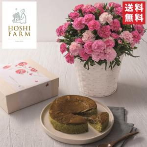 ホシファーム　カーネーション＆三源庵お匙で食べる半熟抹茶かすてら / 送料無料 京風パンデロー 半熟カステラ 抹茶 母の日（北海道・沖縄別途送料）｜halloday