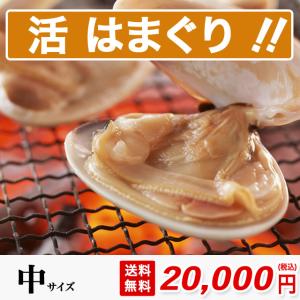 はまぐり 中サイズ 5500g 約120粒 砂抜き済み 送料無料 桑名 畜養 中国産 約40g-50gの貝 焼き ハマグリ お食い初め お吸い物 はまぐり丸元水産 高級 ギフト｜hamagurimarumoto