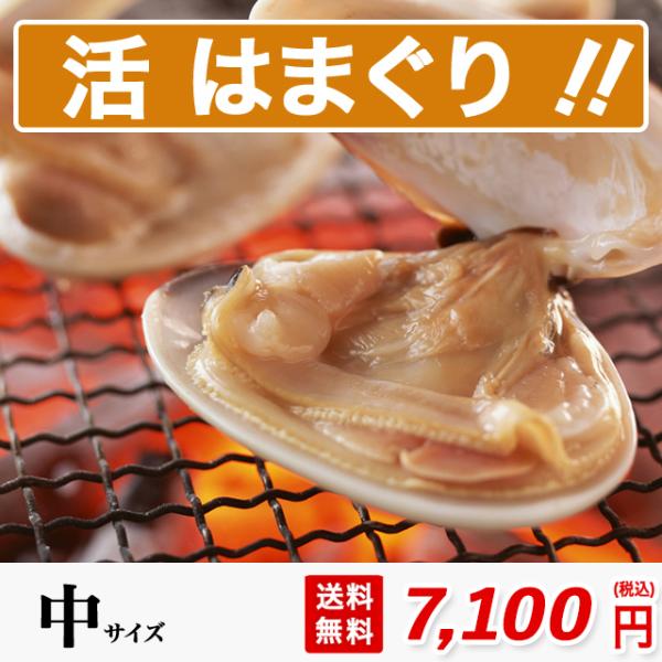 はまぐり 中サイズ 1500g 4人分 約34粒 砂抜き済み 送料無料 桑名 畜養 中国産 約40g...