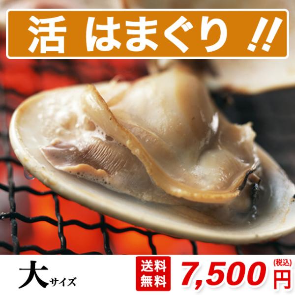 はまぐり 大サイズ 1400g 4人分 約22粒 砂抜き済み 送料無料 桑名 畜養 中国産 約60g...