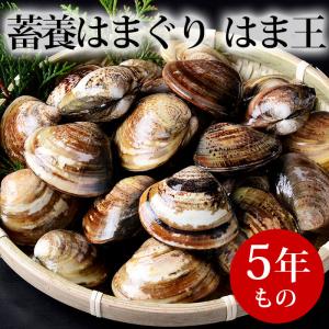 蓄養はまぐり はま王 ５年もの (500g) はまぐり屋 活は...